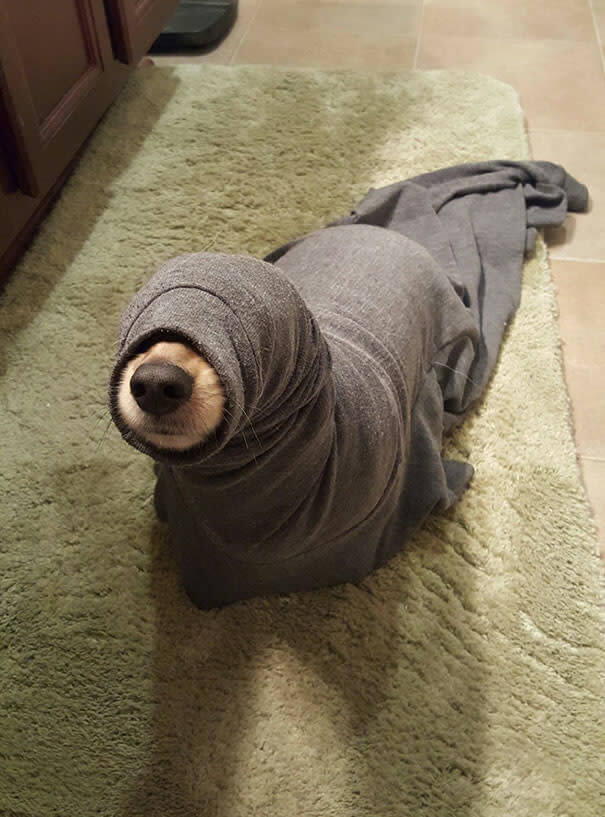 Is That A Seal Or A Puppy?