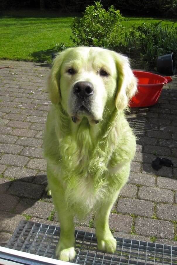 Someone Helped Mow The Lawn