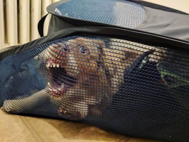 "Need Any Help With The Laundry?"