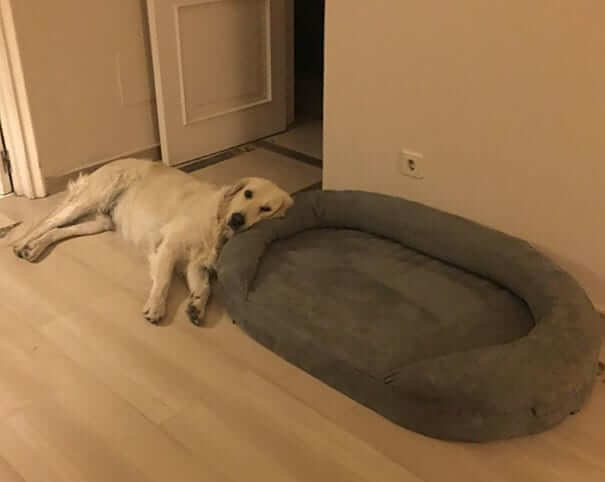 An Expensive Pillow