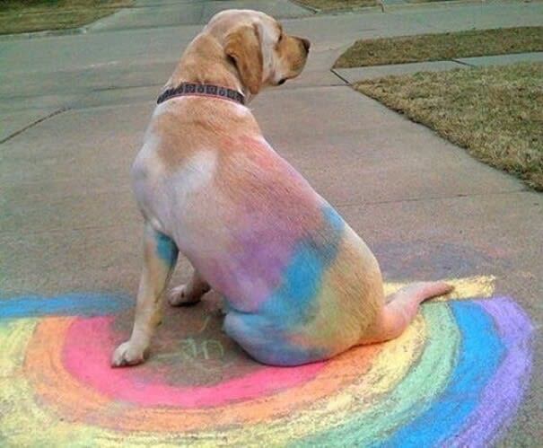 A Magical Rainbow Dog