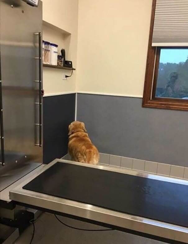 "If I Can't See The Vet, They Can't See Me"