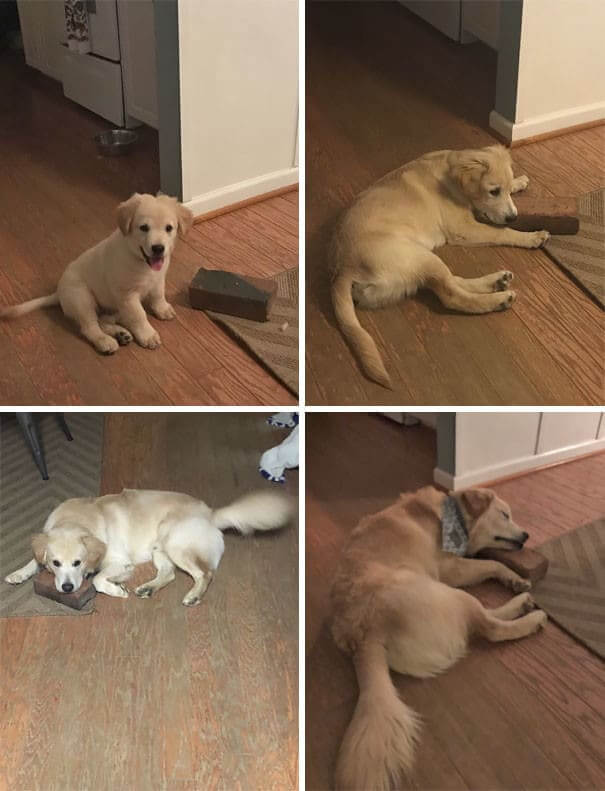 The Brick Is His Best Friend