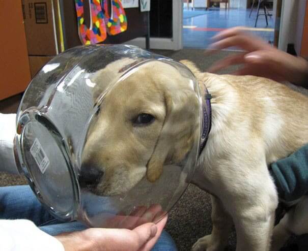 Curiosity Got The Best Of Him