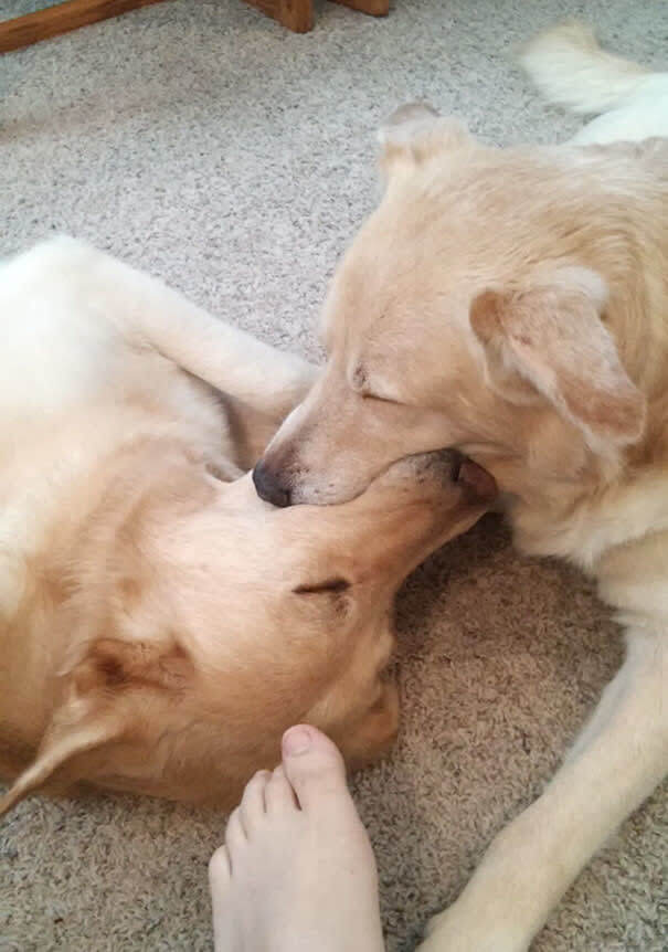 Dogs Fell Asleep Playing With A Tennis Ball