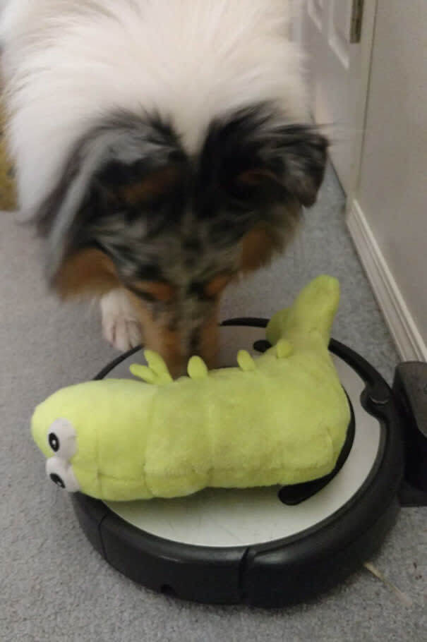 The Roomba Doesn't Want To Play