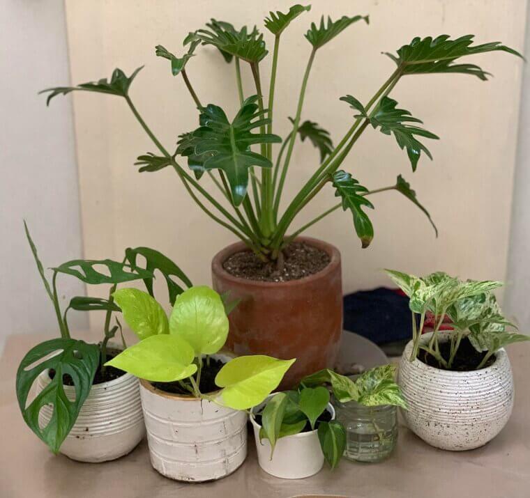 ​A Mini Indoor Plant