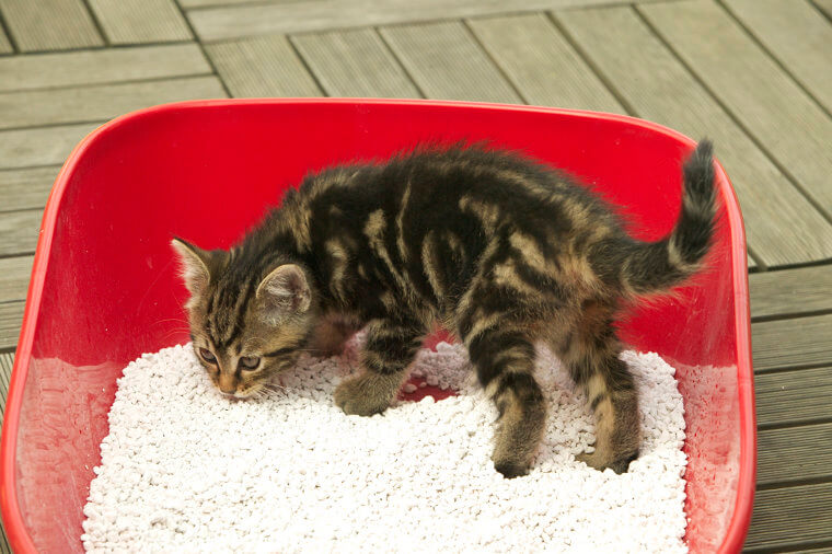 39. Ordering Kitty Litter