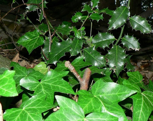 Holly and Ivy As Decor