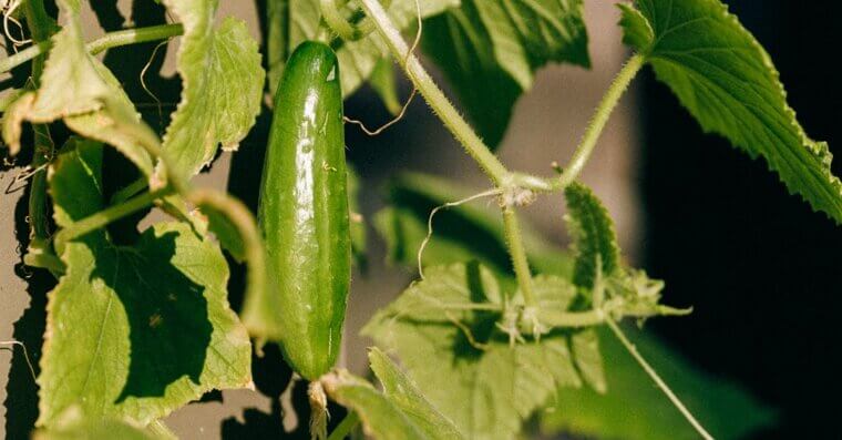 Support Your Climbing Plants