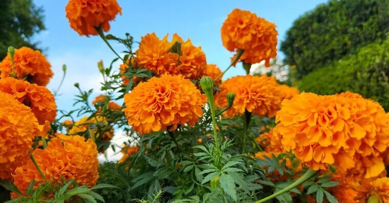 Try Companion Flowers