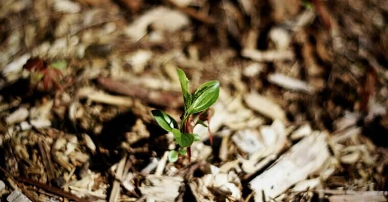 Mulch to Lock In Moisture