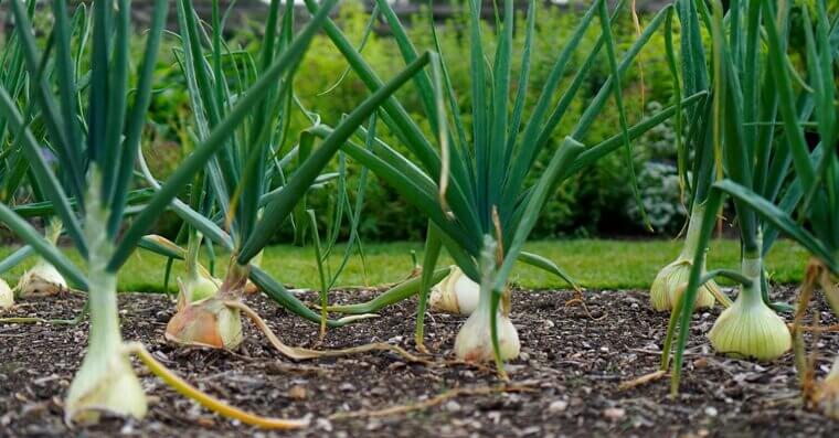 Don't Overcrowd Your Vegetables
