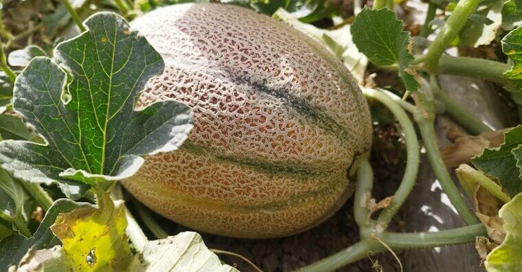 Plant What Grows Well in Your Climate