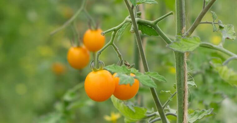 Decide What Vegetables To Grow