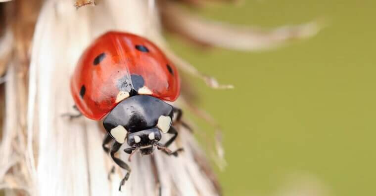 Use Natural Pest Control