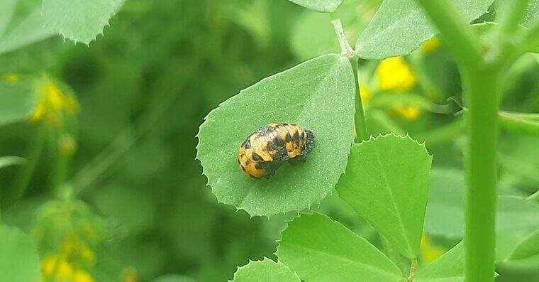 Pay Attention to Diseases and Insect Pests