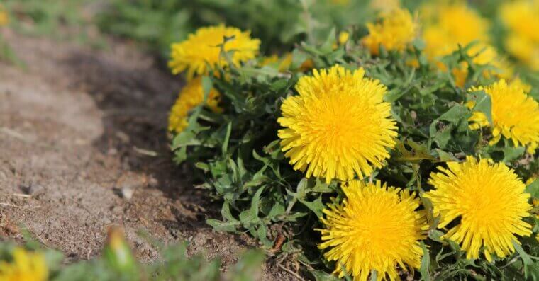 Keep On Top of Your Weeding