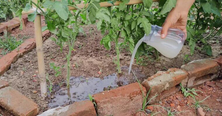 Feed Your Plants Regularly