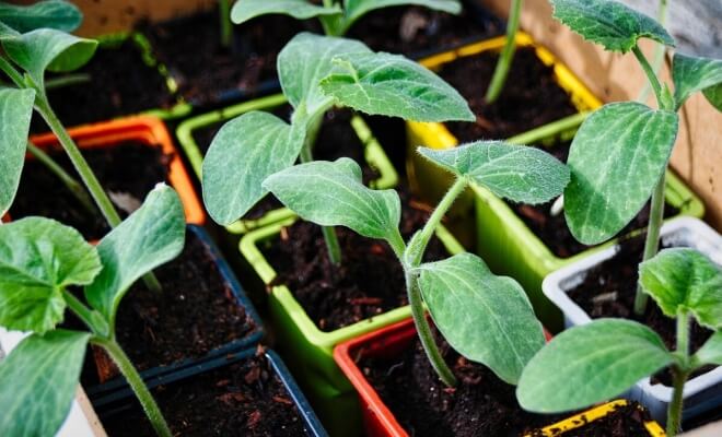 Simple Steps to Grow a Vegetable Garden at Home