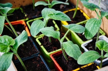 Simple Steps to Grow a Vegetable Garden at Home