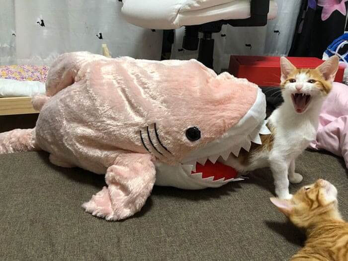 “Shark’s Got Meow!”