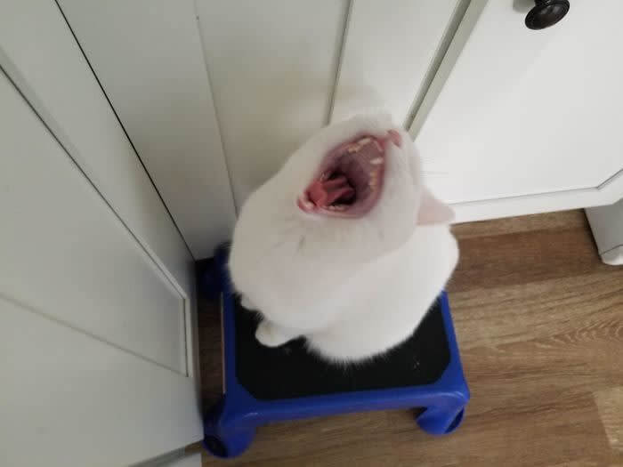 “Wake Up, Peasant!”