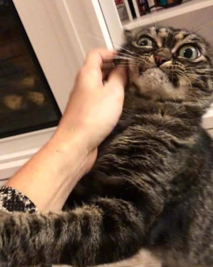 “You Pet A Dog! Go Away!”