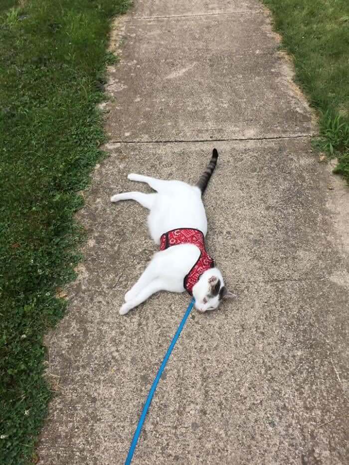 “I Didn’t Know We’d Walk This Far!”