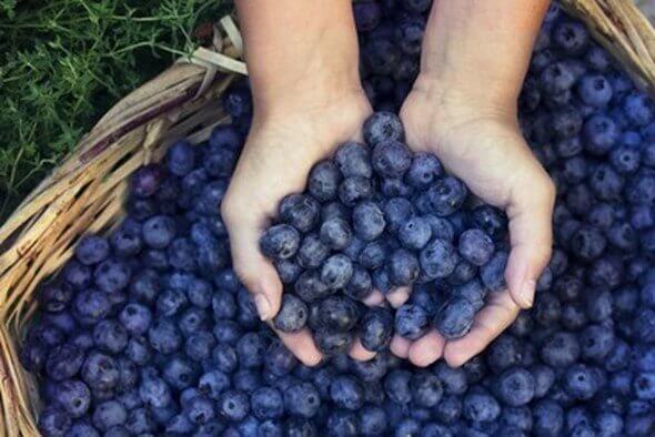 Blueberries