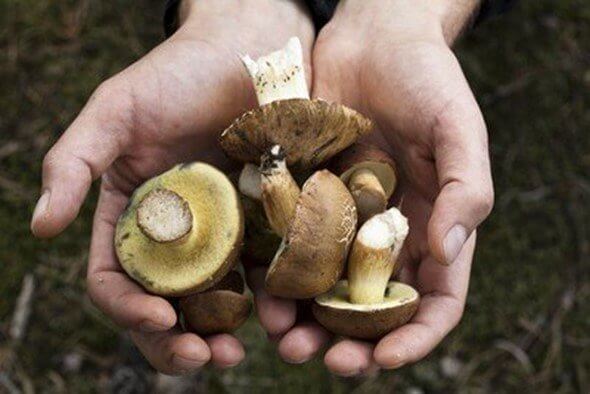 Mushrooms