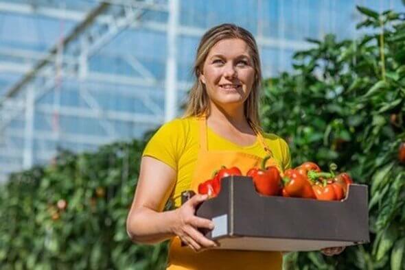 Red Bell Peppers