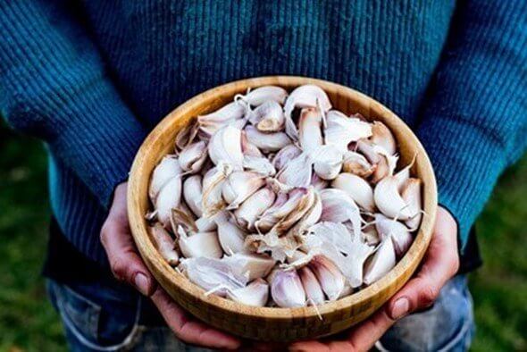 Garlic