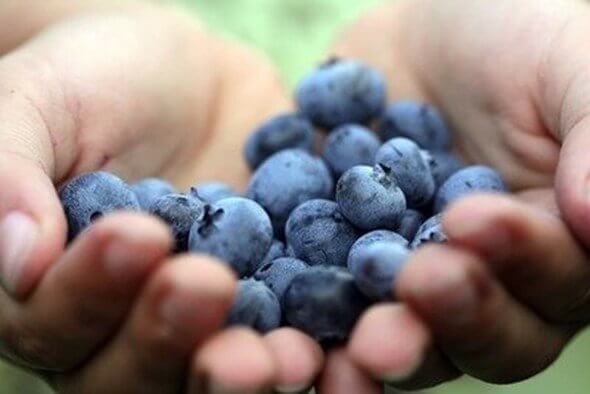 Bonus: The Best Foods to Boost Your Immune System - Blueberries