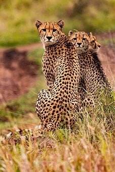 Cheetah