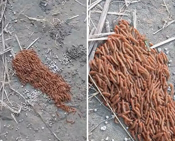 The Creepiest of Crawlies