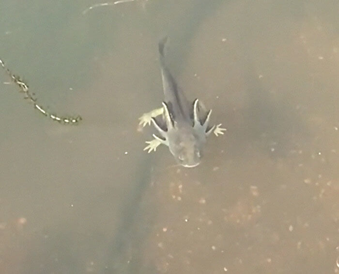 A Freaky Four-Legged Fish