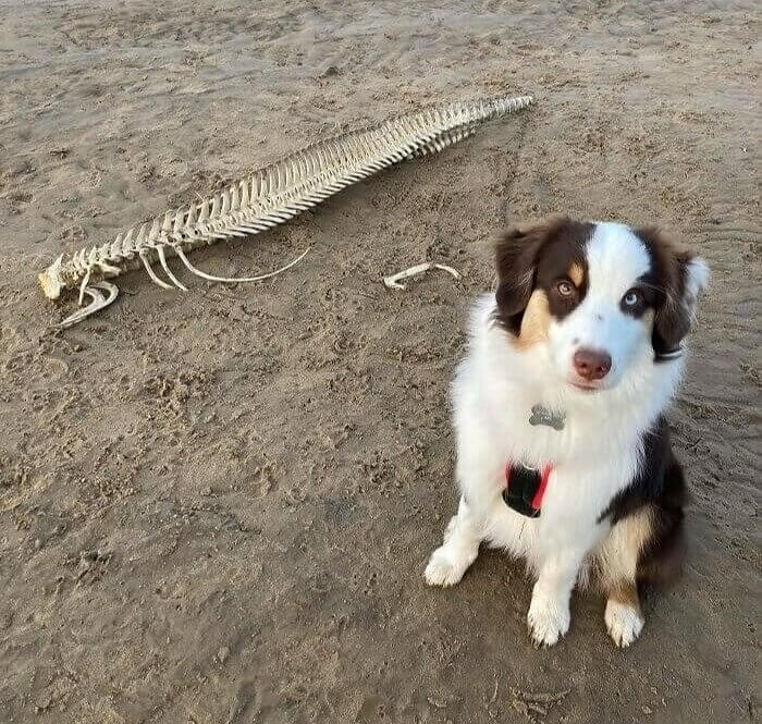 A Dog Walk Discovery