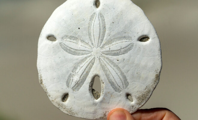 Mysterious Objects Only Internet Sleuths Could Identify