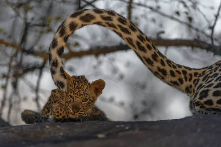 Kitten (Animals In Their Environment Category: Remarkable Award)