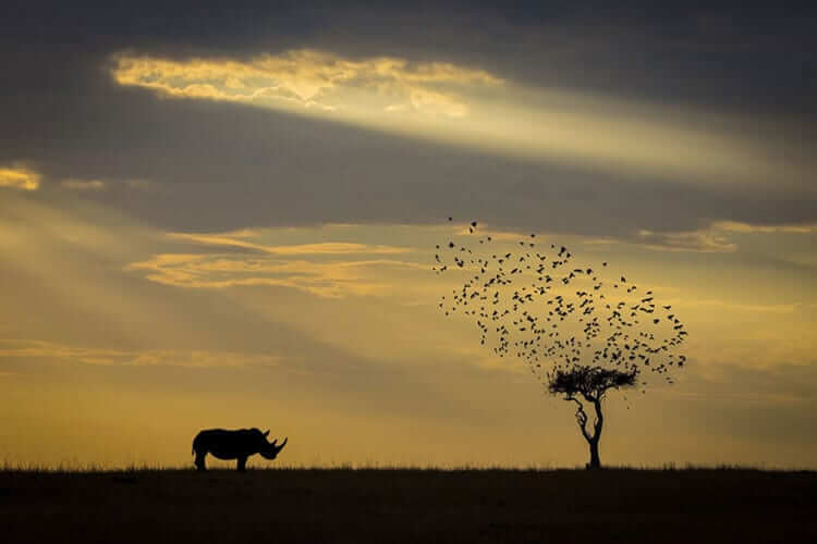 Rhino Silhouette, Kenya (Environment Category: Honorable Mention)