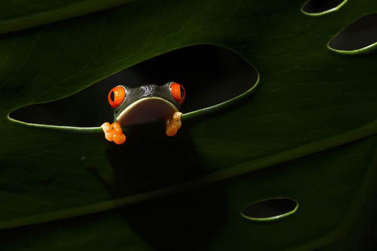The Window, Costa Rica (The beauty of the nature Category: Honorable Mention)