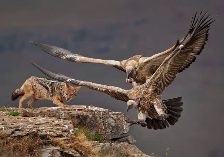 Vulture And Jackal (Animals In Their Environment Category: Remarkable Award)