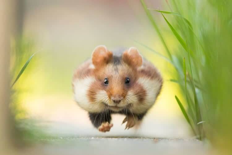 Run! (Animals In Their Environment Category: Remarkable Award)