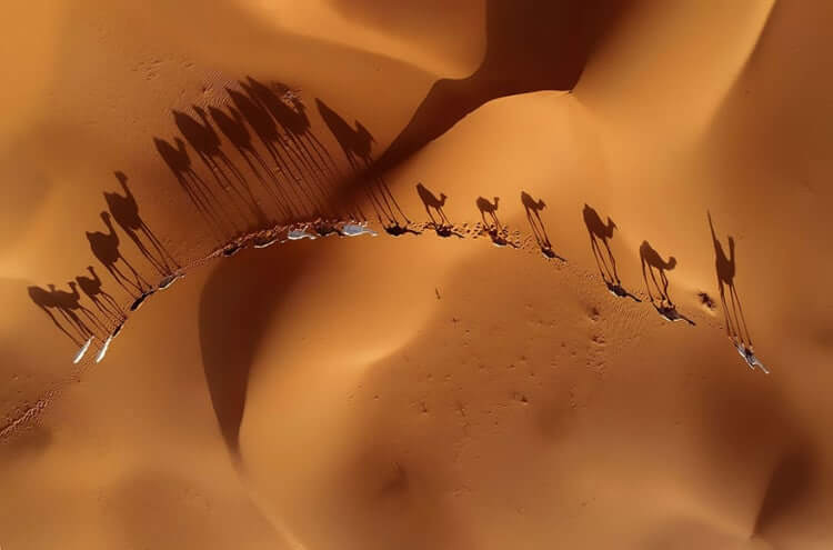 Migration, Saudi Arabia (The Beauty Of The Nature Category: Second Position)
