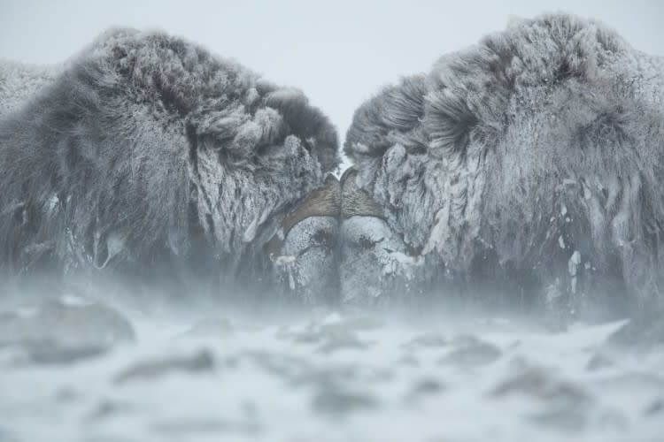 Duel In The Snow (Animals In Their Environment Category: Remarkable Award)