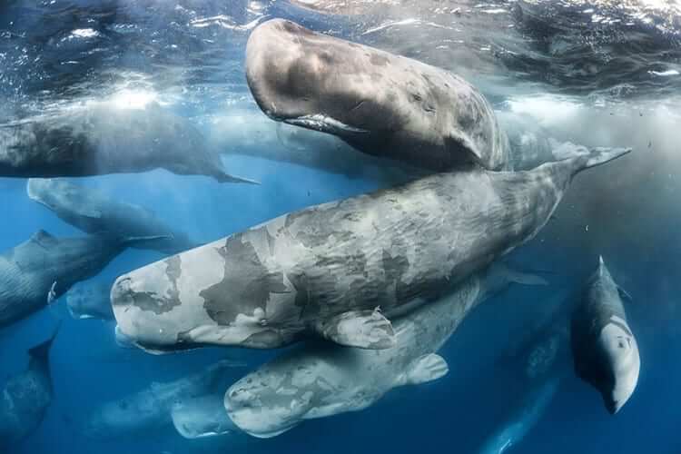 Sperm Whale Herd, Sri Lanka (Animals In Their Environment Category: Third Place)