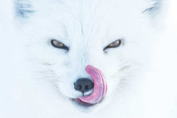Arctic Fox, USA (Animals In Their Environment Category: Third Place)