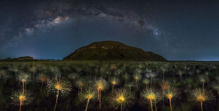 Cosmic Wildflowers, Brazil (In The beauty of the nature Category: Honorable Mention)