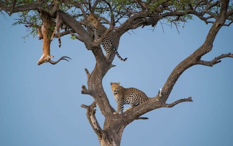 Leap Of Leopards (Animals In Their Environment Category: Remarkable Award)